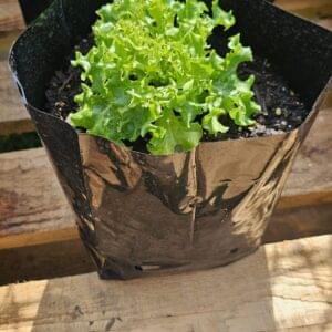 Lettuce Tango