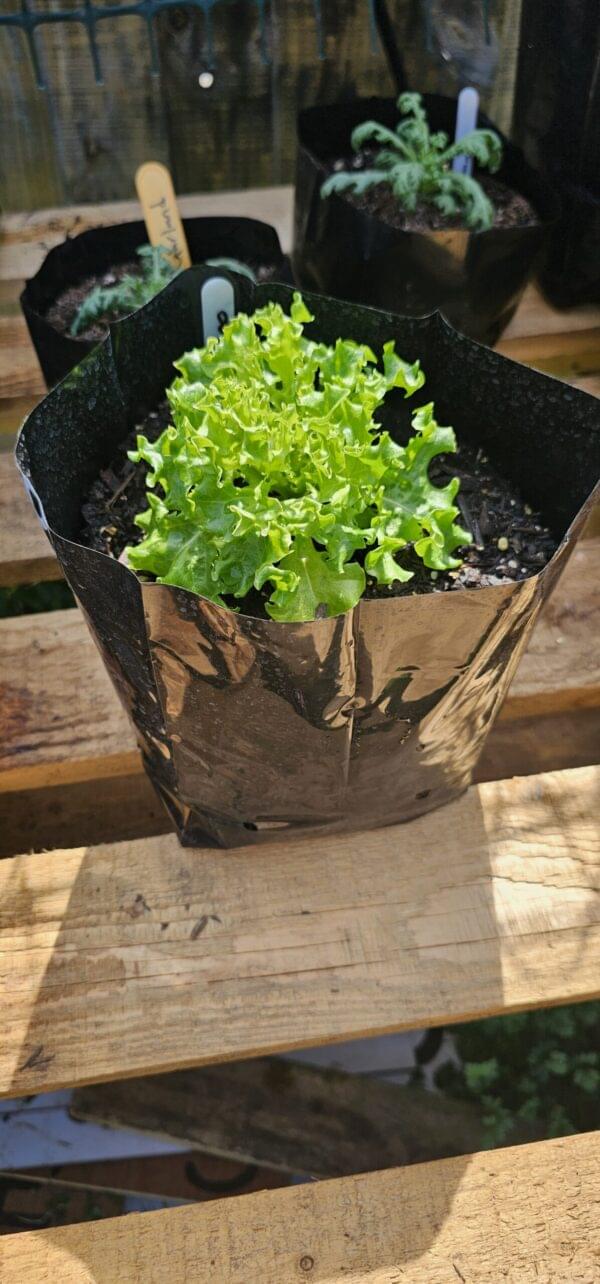 Lettuce Tango