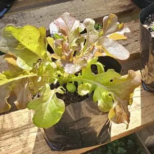 Lettuce (Cut and Come Again)