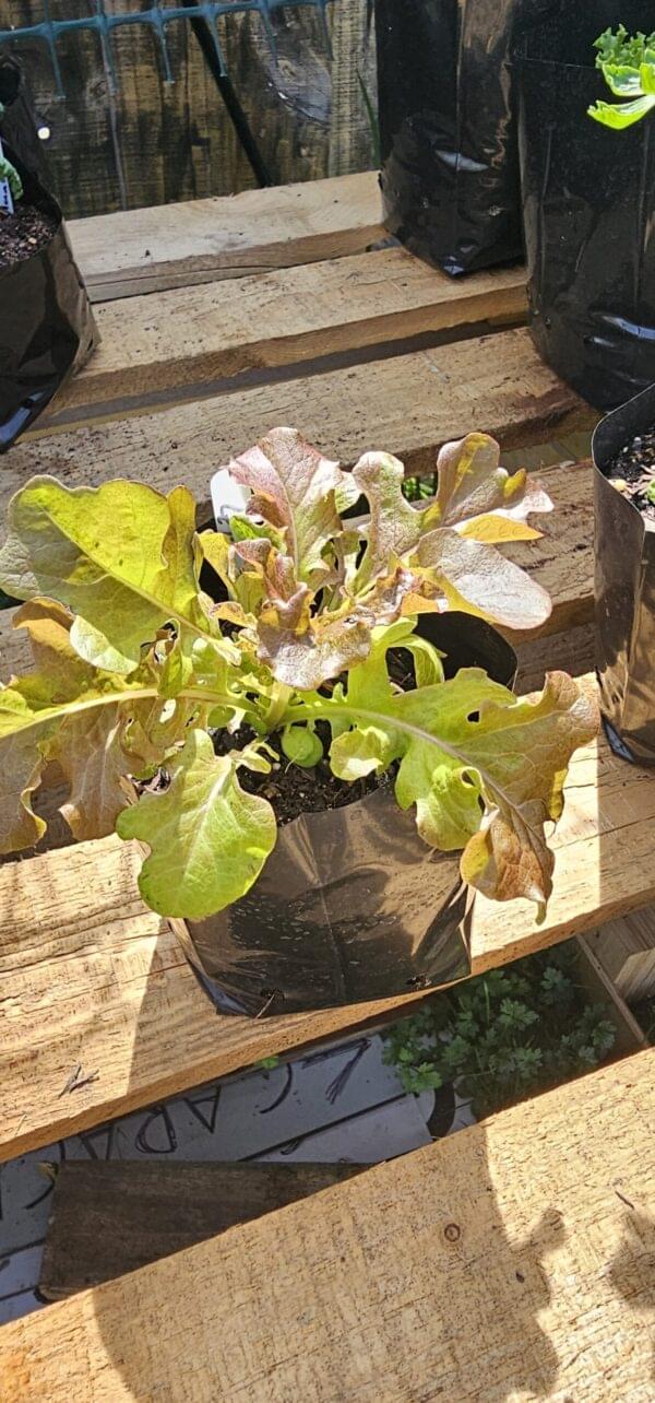 Lettuce (Cut and Come Again)