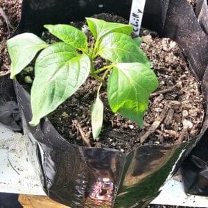 Chilli