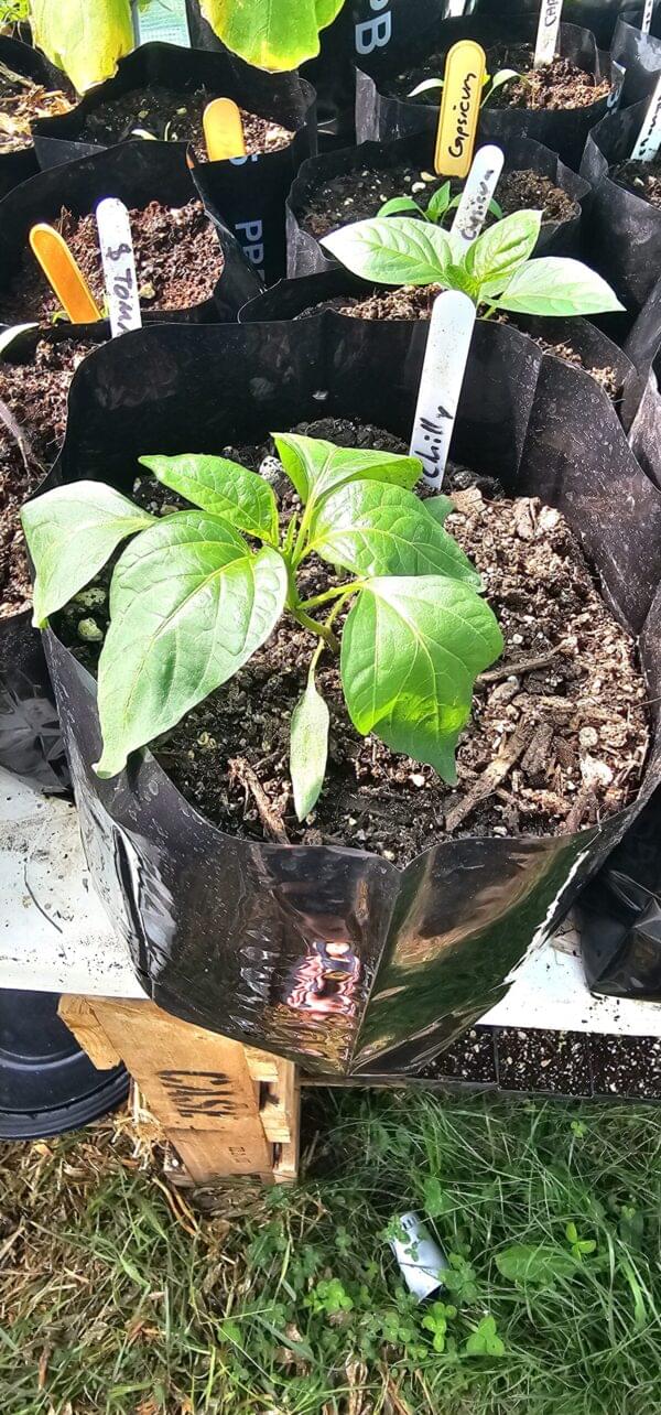 Chilli