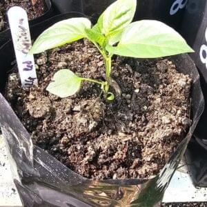 Red Capsicum