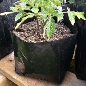 Tomato Moneymaker