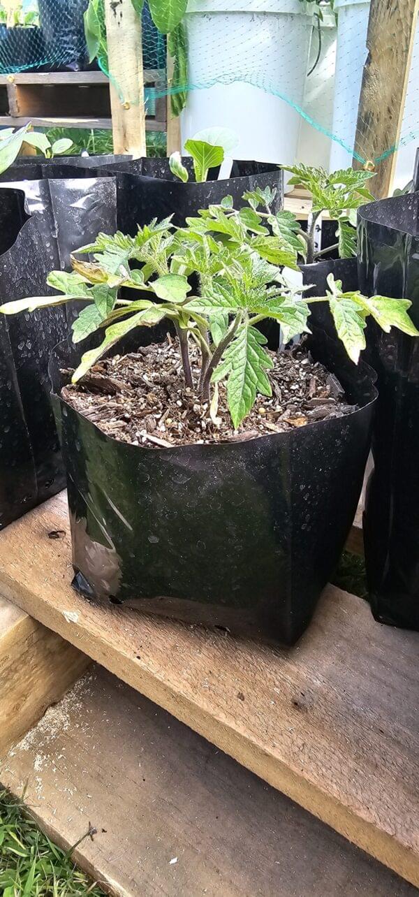 Tomato Moneymaker