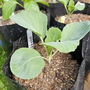 Cabbage