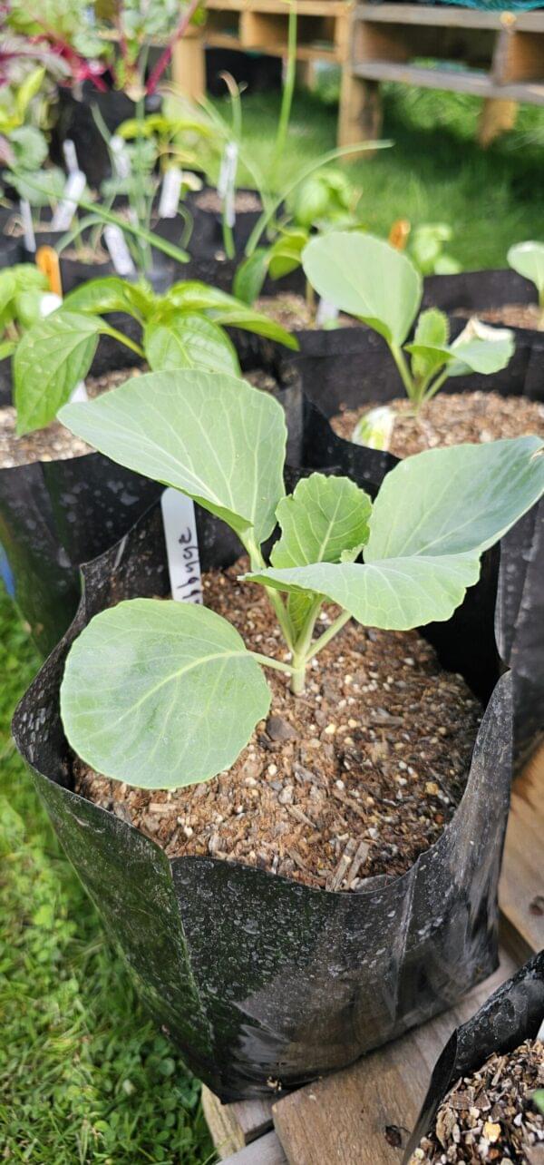 Cabbage