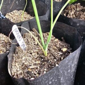 Spring Onion