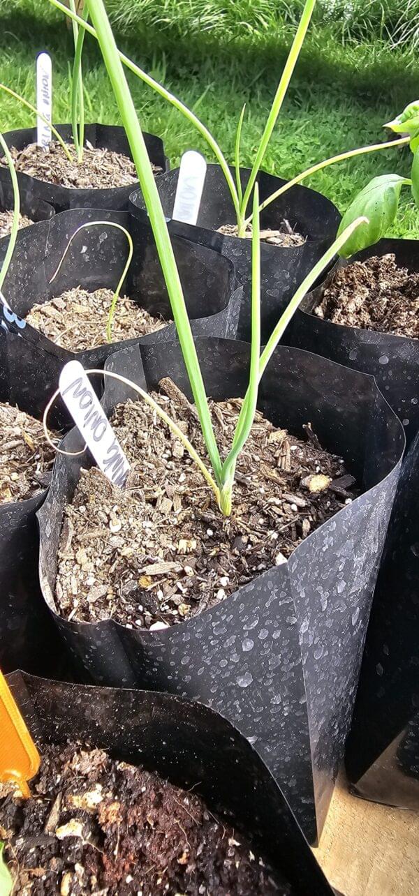 Spring Onion