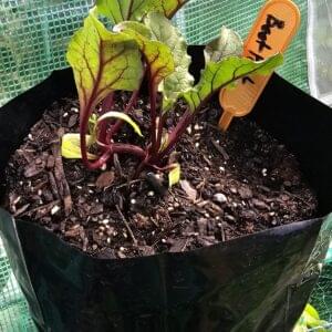 Beetroot