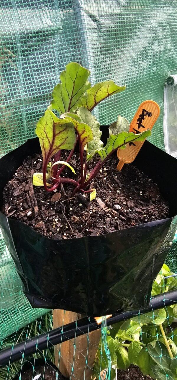 Beetroot