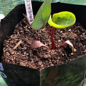 Rhubarb