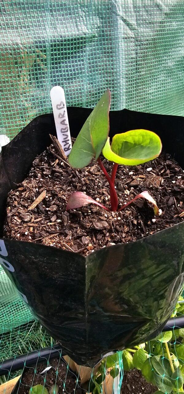 Rhubarb