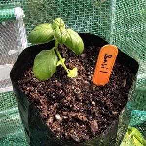 Basil