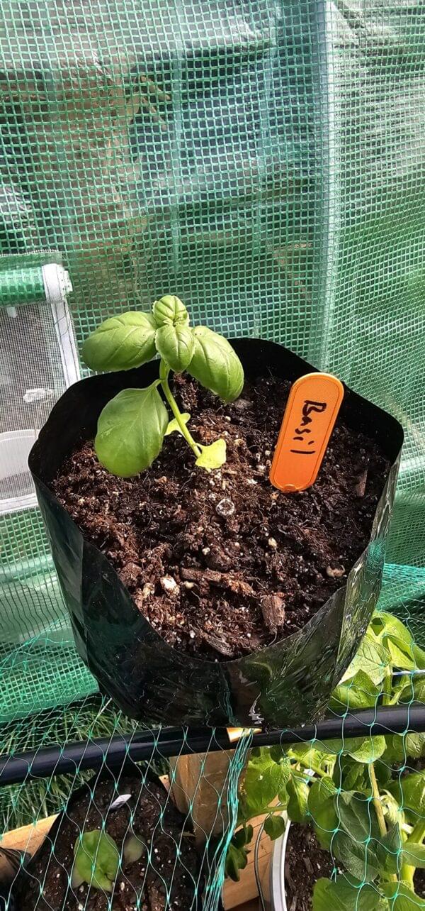 Basil