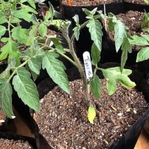 Tomato Tigerella