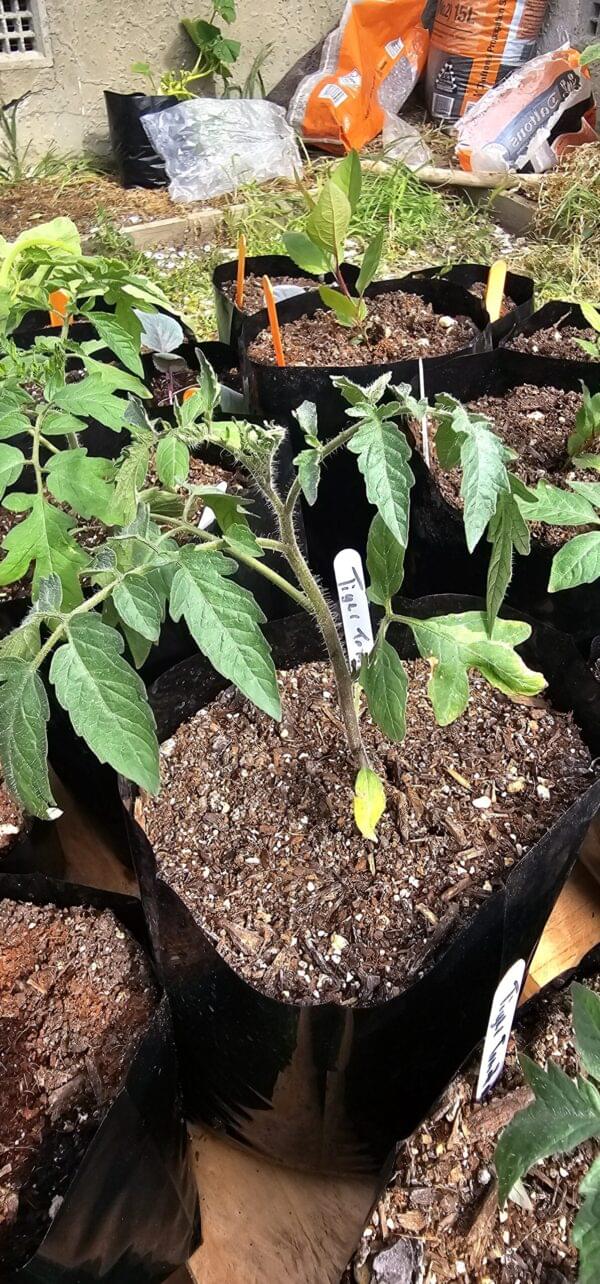Tomato Tigerella