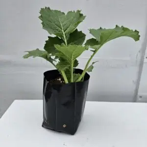 Kale
