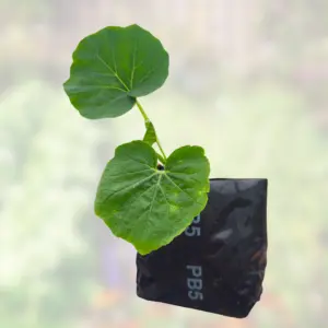 Classic Pumpkin Plant – Easy Grower