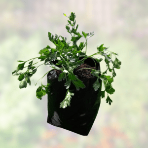 Parsley