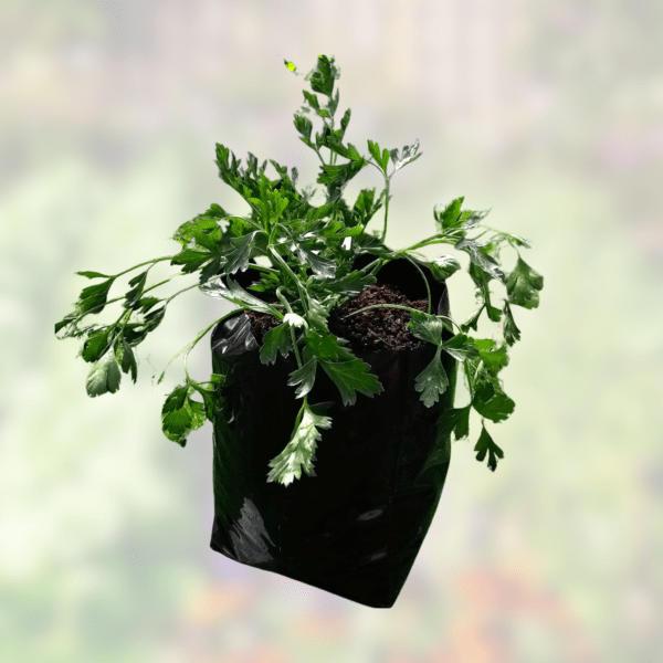 Parsley