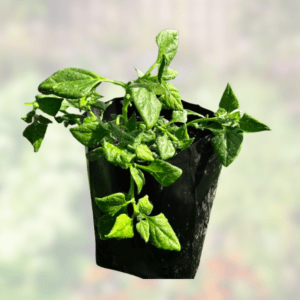 NZ Spinach