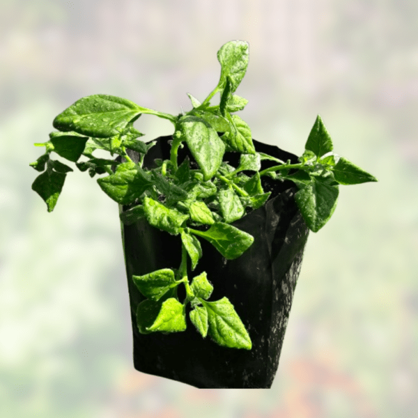 NZ Spinach