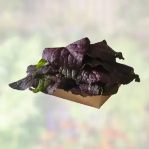 Organic Giant Red Mustard