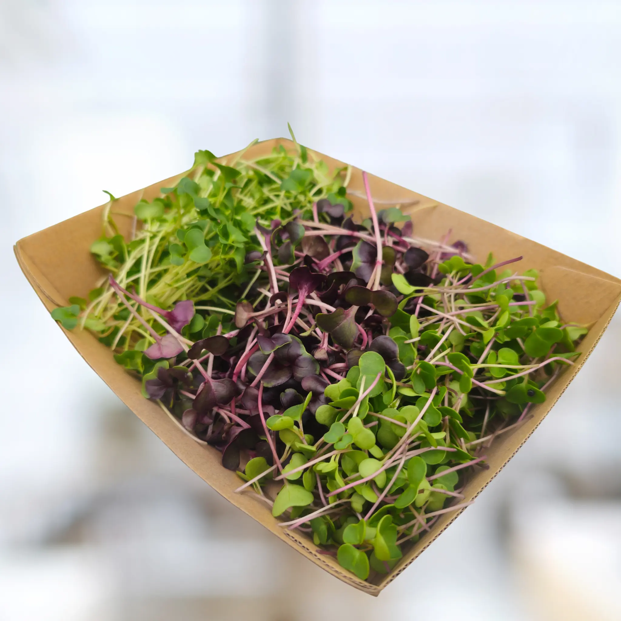 Broccoli Microgreens