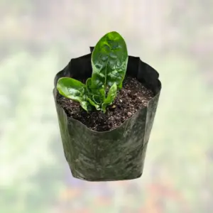 Spinach Sprinter Hybrid