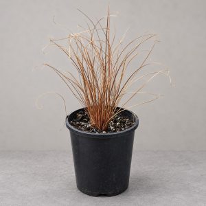 Potted native bronze Carex seedling in a black nursery pot.
