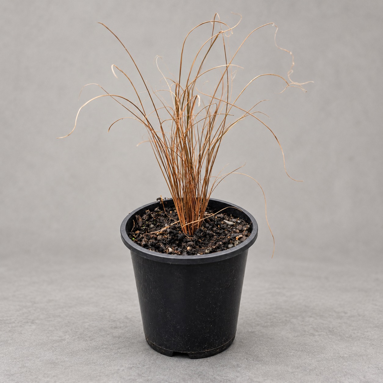 Another potted bronze Carex seedling with fine foliage and curled tips.