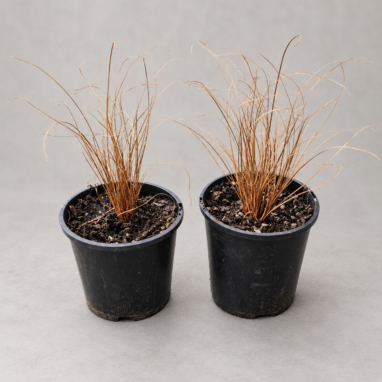 Two potted bronze Carex seedlings viewed from above.