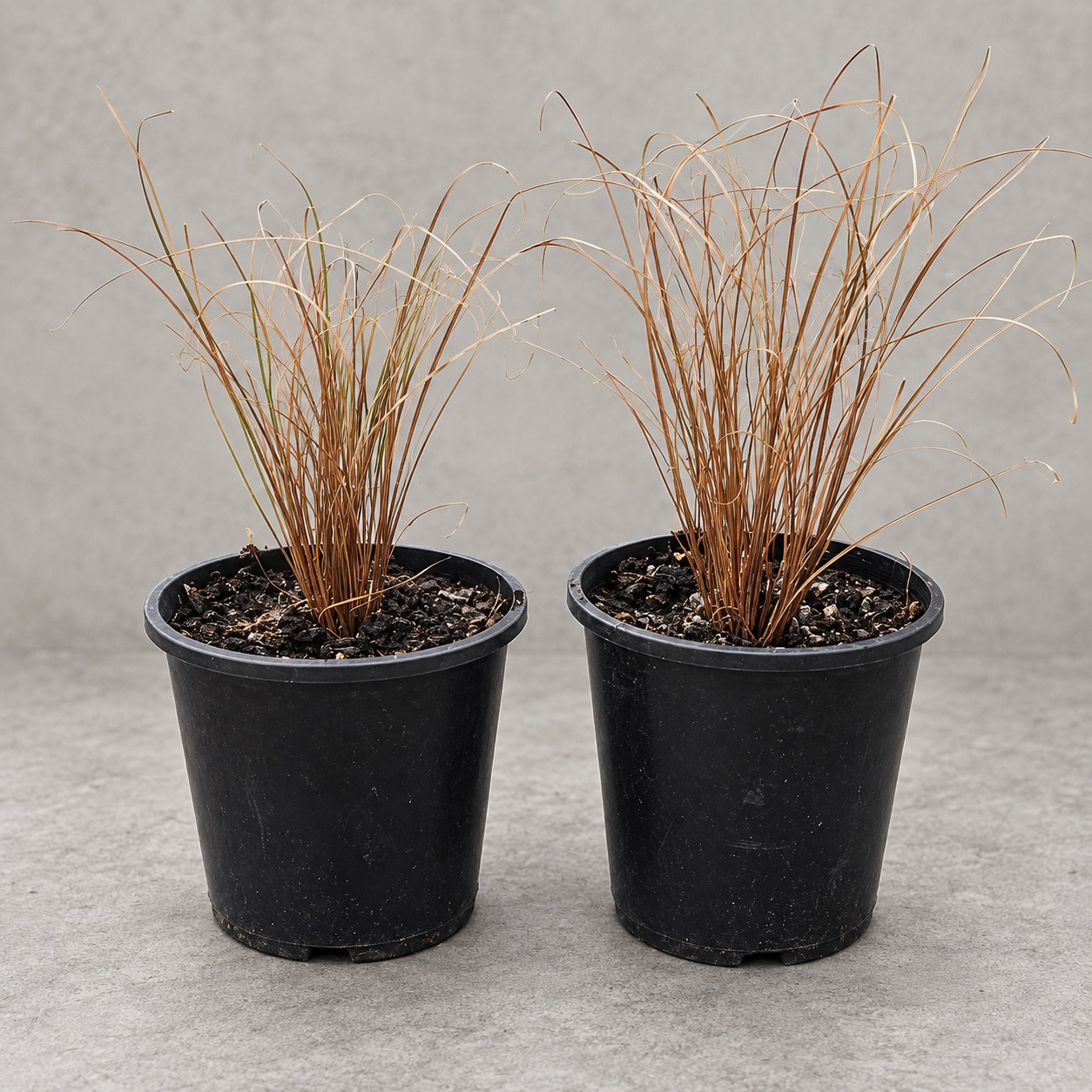 Two bronze Carex seedlings in black nursery pots viewed from the front.