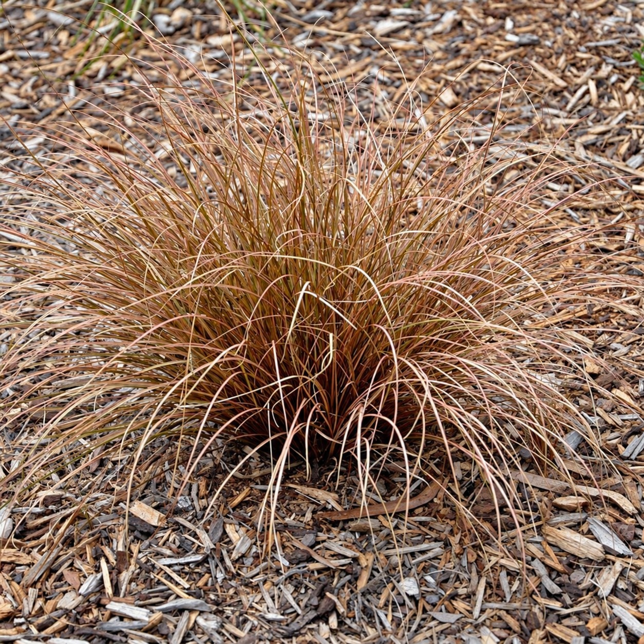 An established bronze grass clump growing in a mulched garden bed.
