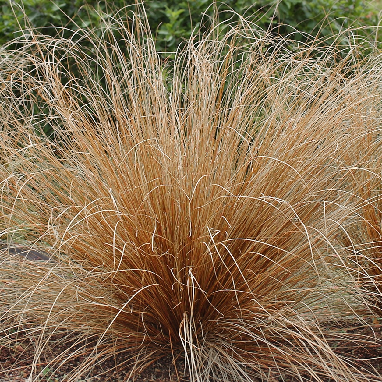 Fine bronze foliage and curled tips on an established garden grass.
