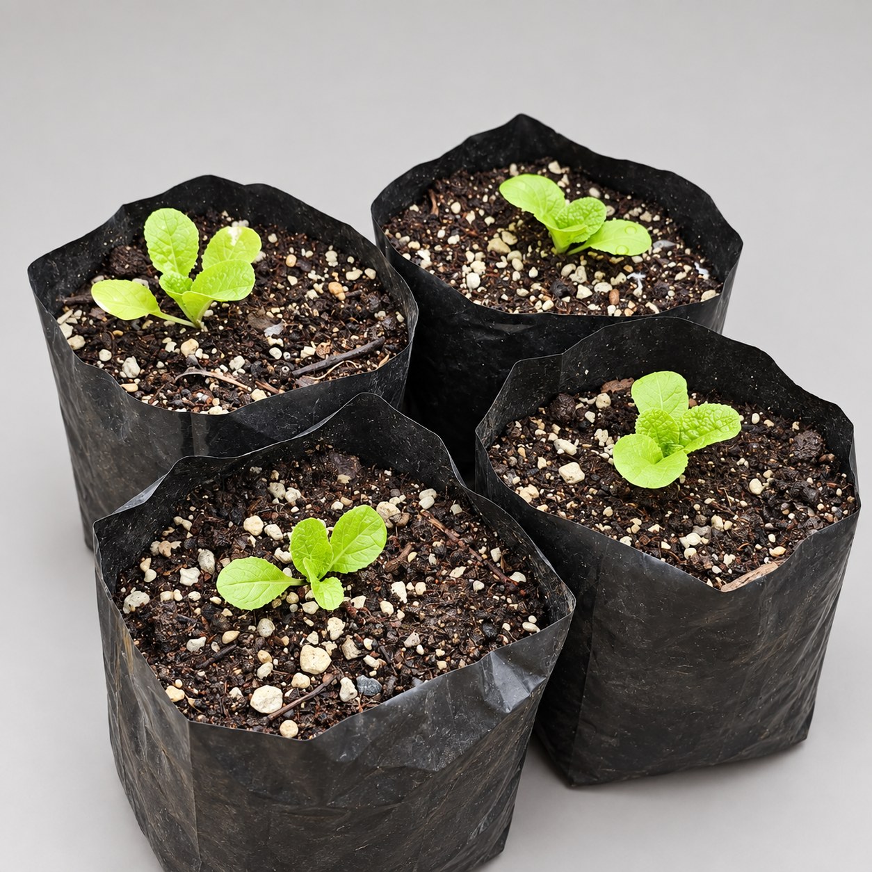 Chinese Cabbage Mini Gold F1 seedlings in nursery grow bags.
