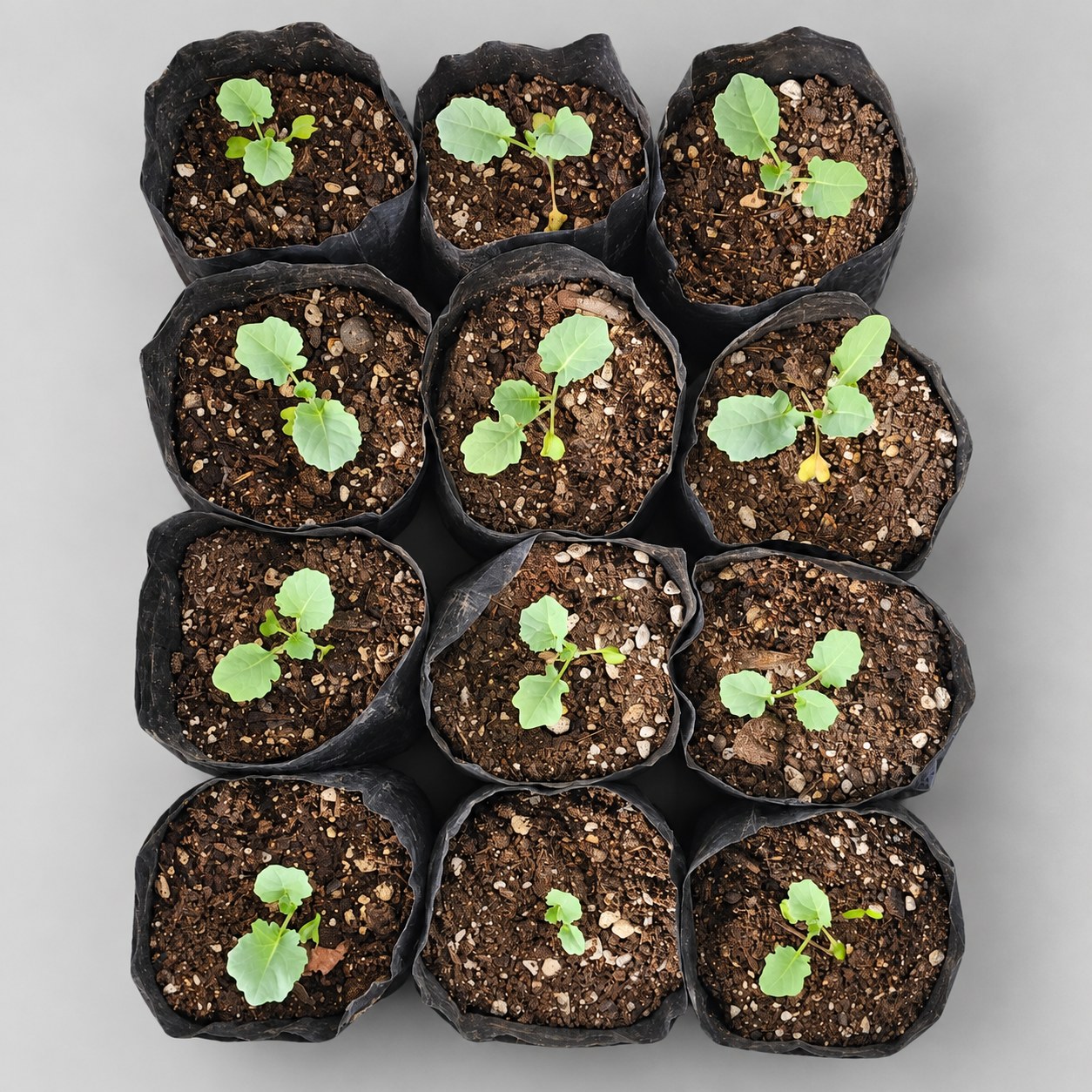 Cabbage Green Ball F1 seedlings in nursery grow bags.