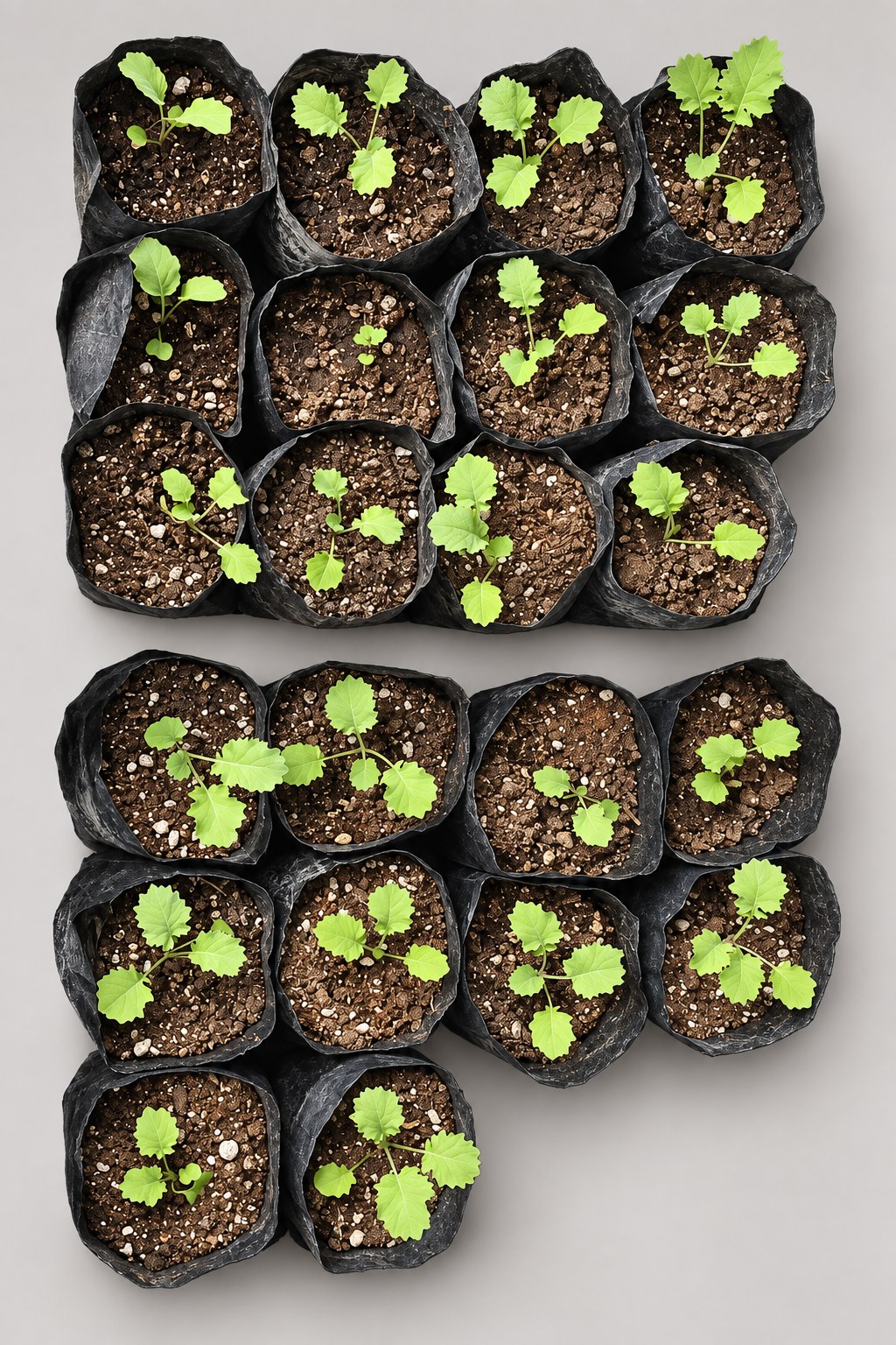 Kale Noble seedlings in nursery grow bags.